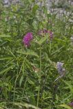 Purple Milkweed, Asclepias Purpurascens