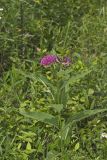 Purple Milkweed, Asclepias Purpurascens