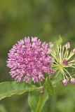 Purple Milkweed, Asclepias Purpurascens