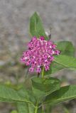 Purple Milkweed, Asclepias Purpurascens