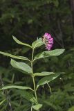 Purple Milkweed, Asclepias Purpurascens