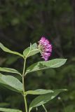 Purple Milkweed, Asclepias Purpurascens