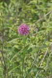 Purple Milkweed, Asclepias Purpurascens