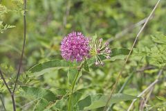 Purple Milkweed, Asclepias Purpurascens