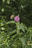 Purple Milkweed, Asclepias Purpurascens