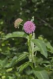 Purple Milkweed, Asclepias Purpurascens