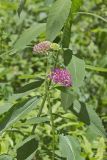 Purple Milkweed, Asclepias Purpurascens