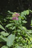 Purple Milkweed, Asclepias Purpurascens