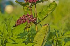 Purple Milkweed, Asclepias purpurascens