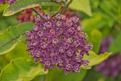 Purple Milkweed, Asclepias purpurascens Purple Milkweed, Asclepias purpurascens