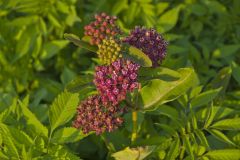 Purple Milkweed, Asclepias purpurascens