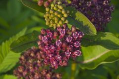 Purple Milkweed, Asclepias purpurascens Purple Milkweed, Asclepias purpurascens