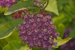 Purple Milkweed, Asclepias purpurascens