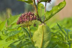 Purple Milkweed, Asclepias purpurascens