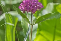 Purple Milkweed, Asclepias purpurascens