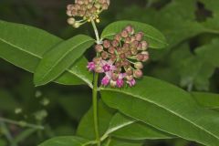 Purple Milkweed, Asclepias purpurascens