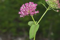 Purple Milkweed, Asclepias purpurascens