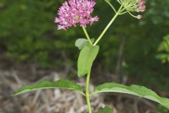 Purple Milkweed, Asclepias purpurascens Purple Milkweed, Asclepias purpurascens