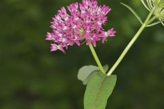 Purple Milkweed, Asclepias purpurascens