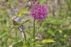 Purple Milkweed, Asclepias purpurascens