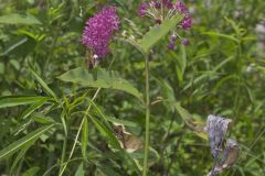 Purple Milkweed, Asclepias purpurascens