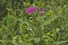 Purple Milkweed, Asclepias purpurascens
