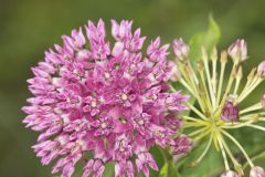 Purple Milkweed, Asclepias purpurascens