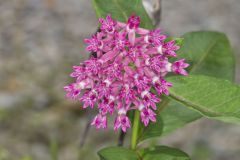 Purple Milkweed, Asclepias purpurascens