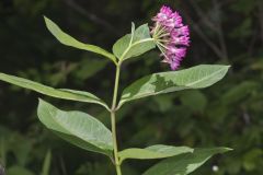 Purple Milkweed, Asclepias purpurascens