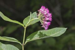 Purple Milkweed, Asclepias purpurascens