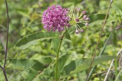 Purple Milkweed, Asclepias purpurascens