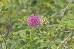 Purple Milkweed, Asclepias purpurascens