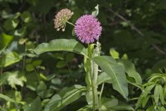 Purple Milkweed, Asclepias purpurascens