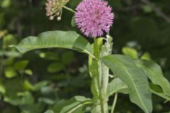 Purple Milkweed, Asclepias purpurascens