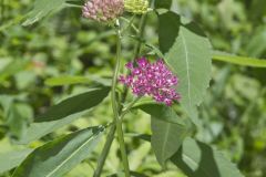 Purple Milkweed, Asclepias purpurascens
