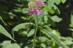 Purple Milkweed, Asclepias purpurascens