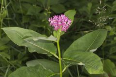 Purple Milkweed, Asclepias purpurascens