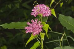 Purple Milkweed, Asclepias purpurascens