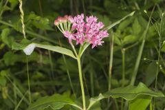 Purple Milkweed, Asclepias purpurascens