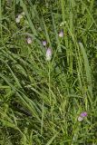 Purple Milkwort, Polygala sanguinea