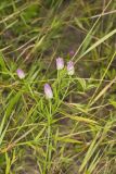 Purple Milkwort, Polygala sanguinea