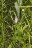 Purple Milkwort, Polygala sanguinea