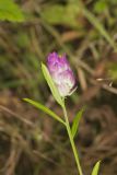 Purple Milkwort, Polygala sanguinea