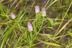 Purple Milkwort, Polygala sanguinea