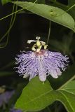 Purple Passionflower, Passiflora incarnata