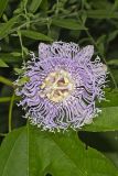 Purple Passionflower, Passiflora incarnata