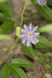 Purple Passionflower, Passiflora incarnata