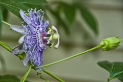 Purple Passionflower, Passiflora incarnata