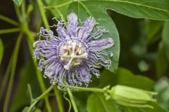 Purple Passionflower, Passiflora incarnata