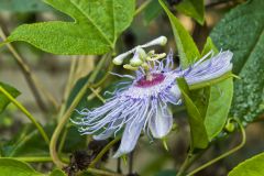 Purple Passionflower, Passiflora incarnata
